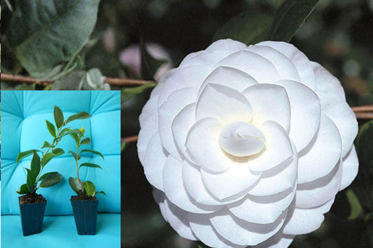Miss Biloxi Camellia Live Starter Plant – Camellia japonica