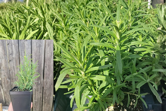 Rosemary Live Plant 1 in 4-Inch Square Pot – Salvia rosmarinus