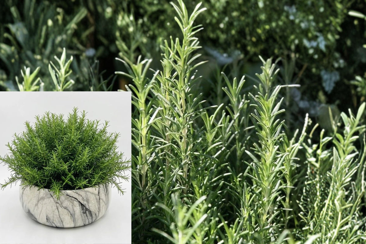6 Barbeque Rosemary Live Plants, Culinary Herb Starters, 4–8 Inch Tall, Fragrant Rosemary Plants, Edible Herb Garden, No Pot