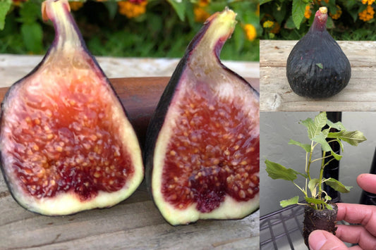 Beers Black Fig Tree Live Plant – 1 Rooted Starter Plant (Ficus carica)