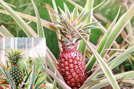 4 Live Florida Special Pineapple Plants – 1–5 Inches – Ananas comosus