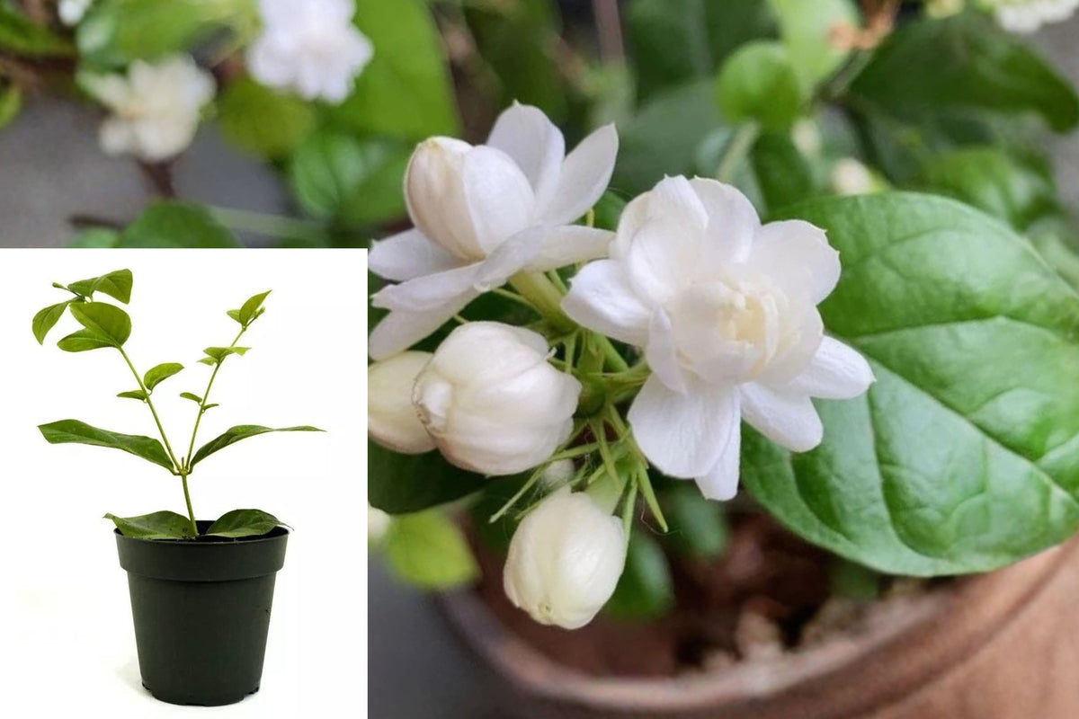 Maid of Orleans Jasmine Live Plants, 2-Pack, 4–6 Inch Tall Flowering Jasmine for Indoor and Outdoor Gardens
