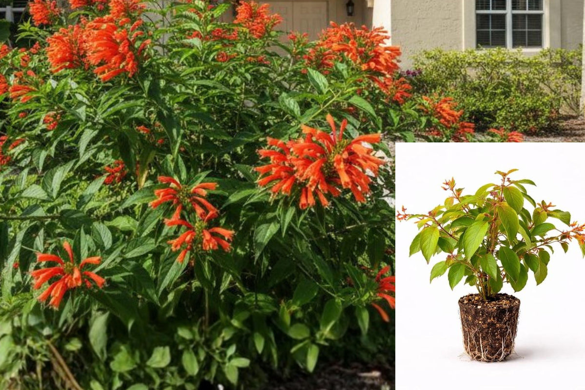 2 Mexican Firebush Live Plants, Hamelia Patens Rooted Starters, 4–6 Inch Tropical Flowering Shrubs, No Pot