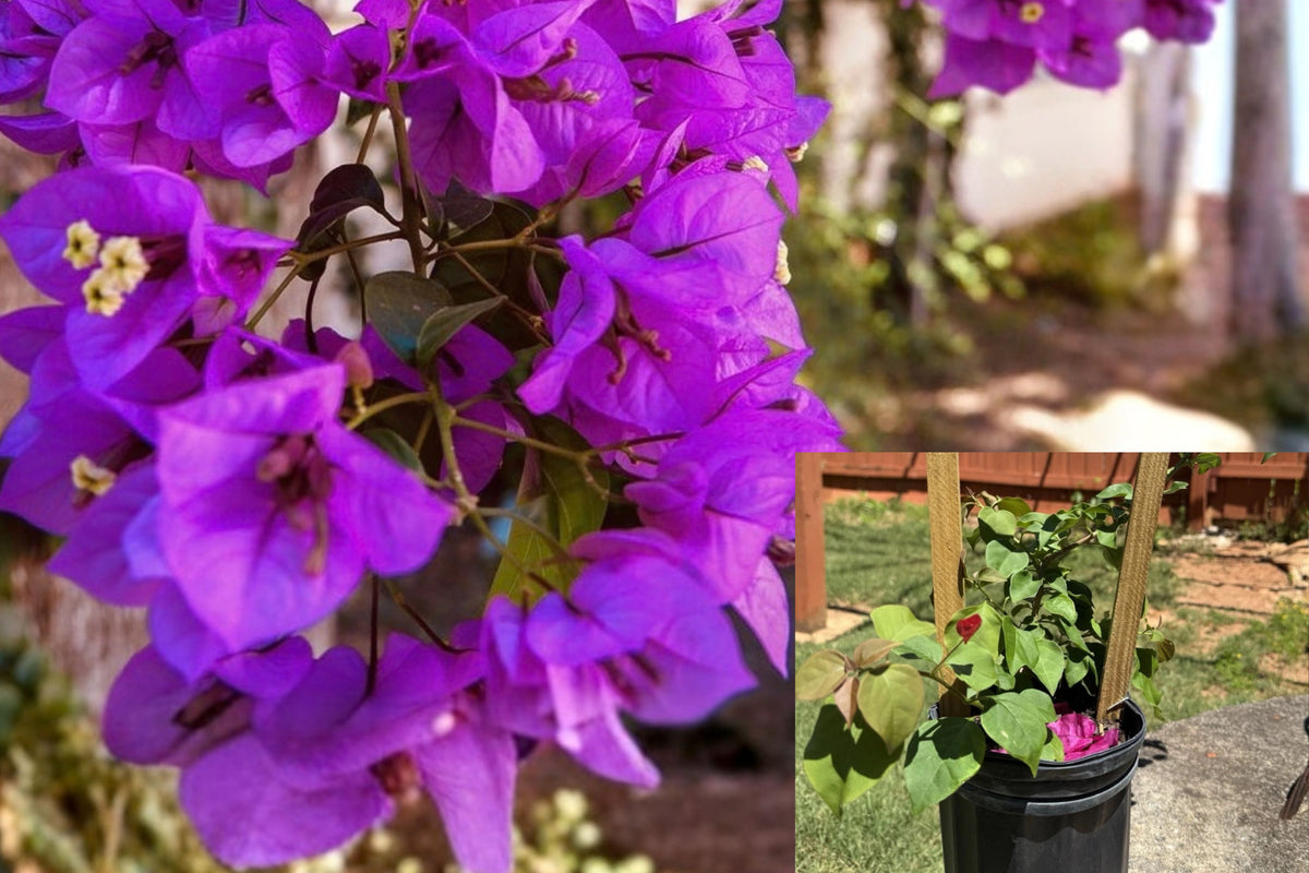 Royal Purple Bougainvillea Live Plant – 1 Plant – 5–10 Inches – Bougainvillea