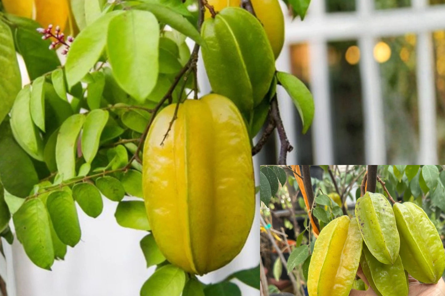 Starfruit Live Plant 1 Gallon – Carambola Fruit Tree (Averrhoa carambola)