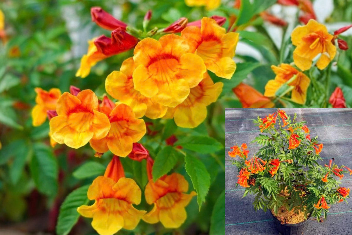 Orange Yellow Bells 2 Live Plants – 4–6 Inch Bare Root Tecoma stans