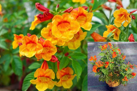 Orange Yellow Bells 2 Live Plants – 4–6 Inch Bare Root Tecoma stans