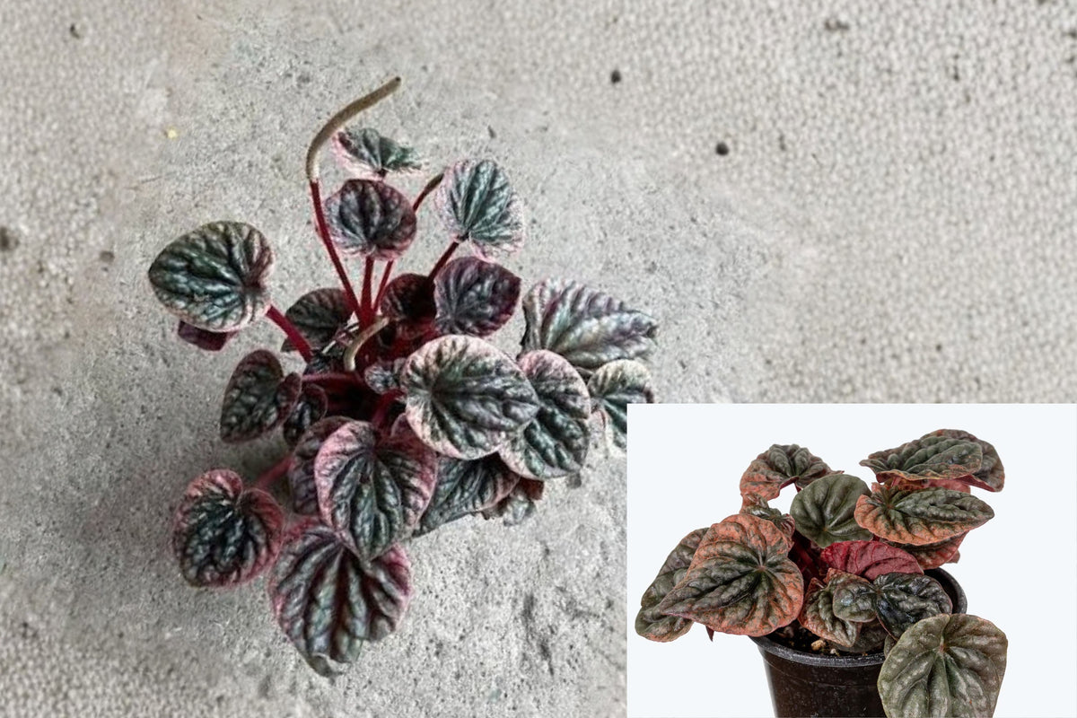 Peperomia ‘Abricos’ 1 Live Plant – 4 Inch Pot – 7 Inch Tall Radiator Plant