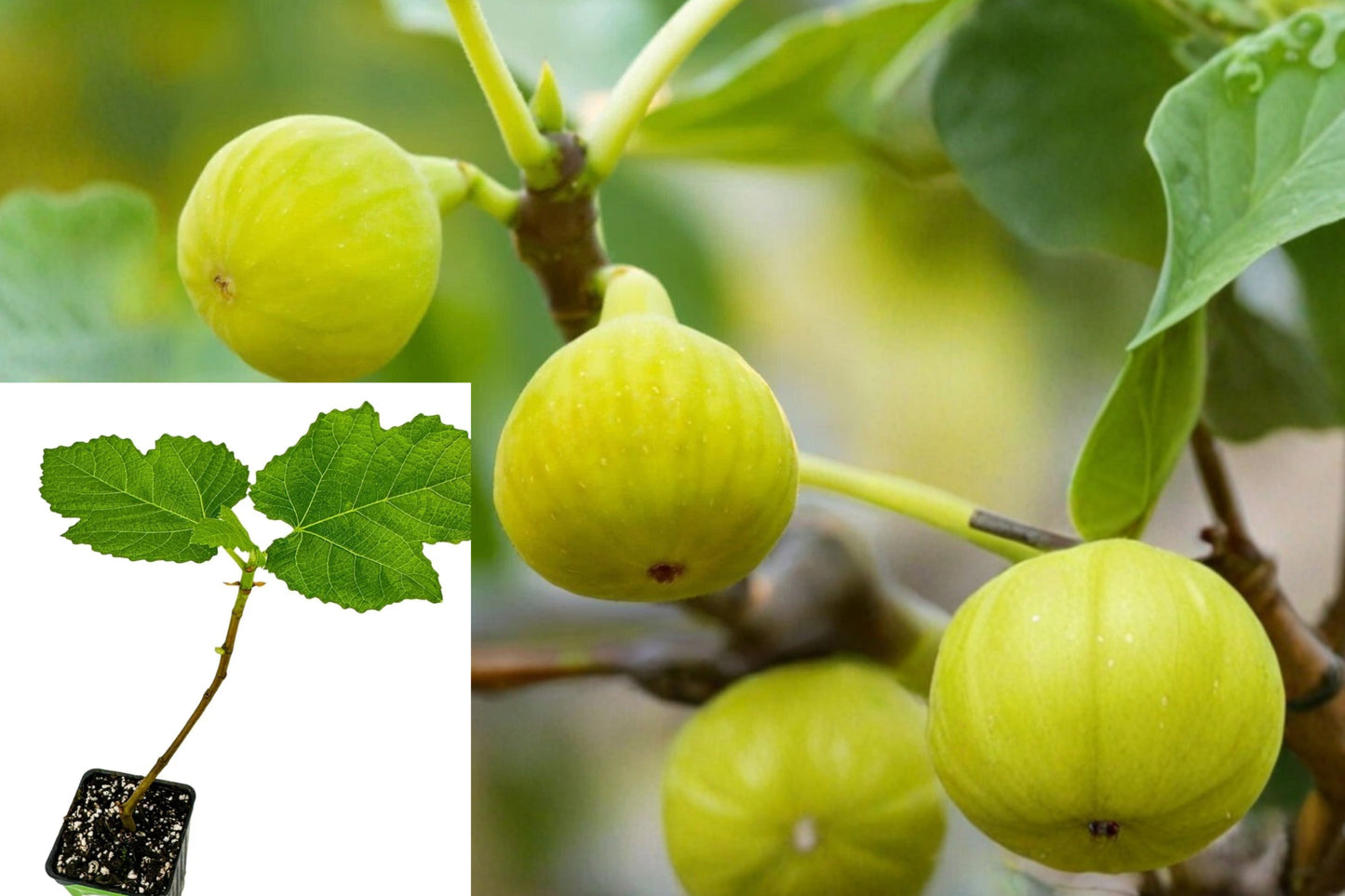 Yellow Long Neck Fig Live Plant – Ficus carica – 3–8" Tall, 3" Pot