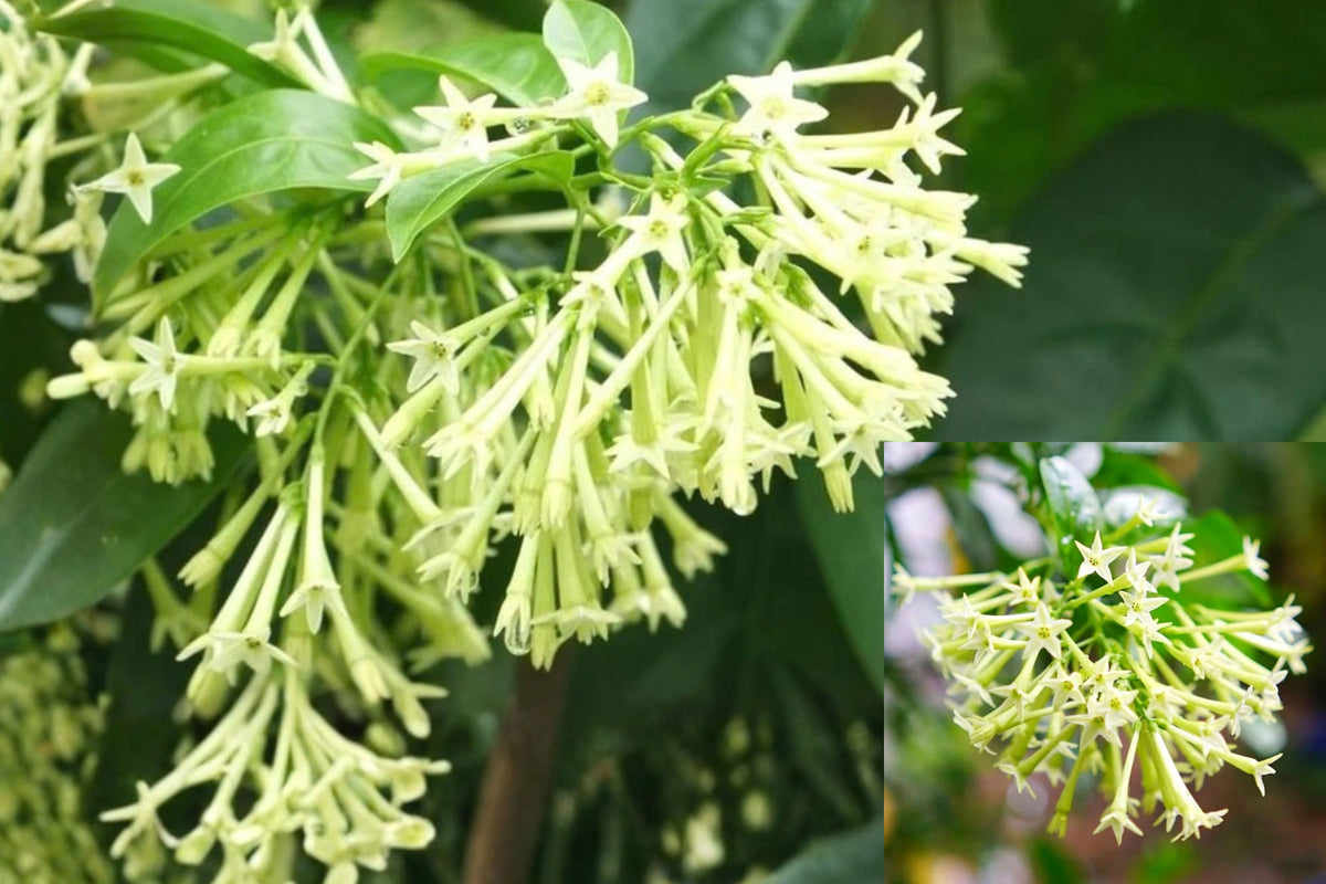 3 Night Blooming Jasmine Live Plants – 5–7 Inch – Cestrum nocturnum