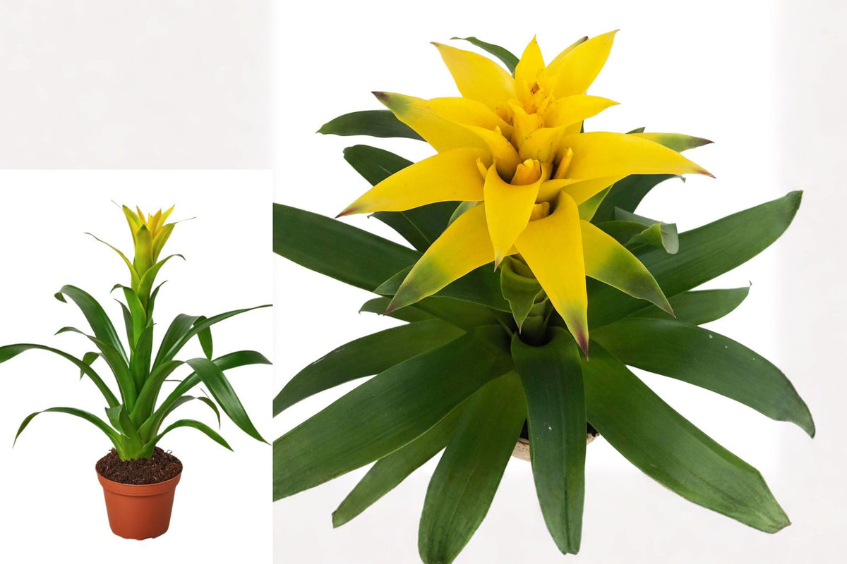 Yellow Guzmania Bromeliad Live Plant, 4 Inch Potted Tropical Houseplant, Colorful Indoor Plant, Bromeliad Gift