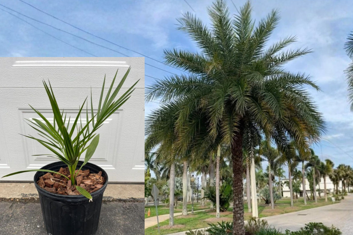 Silver Date Palm Live Plant – 1 Plant in 3 Gallon Pot – Phoenix sylvestris