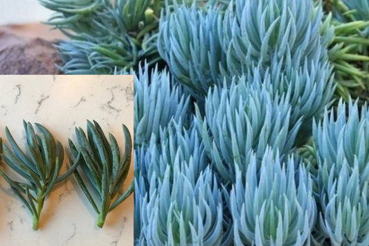 Blue Chalk Sticks 1 Live Cutting – 4 Inch – Senecio serpens Succulent