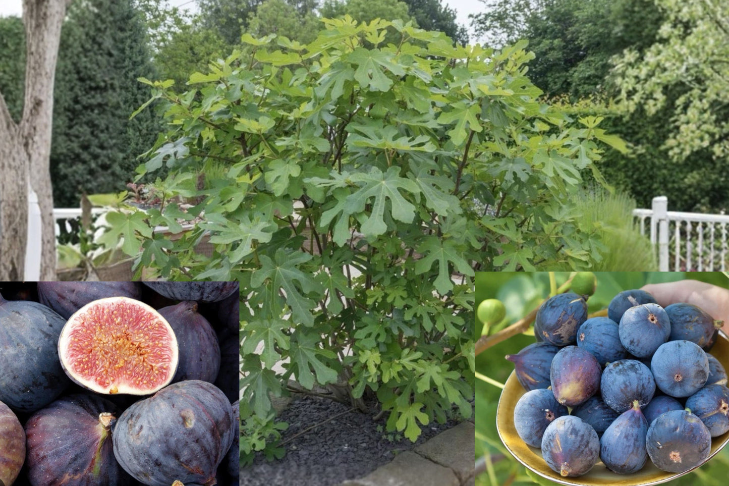 LSU Purple Fig Live Starter Plant – Ficus carica – 1 Plant