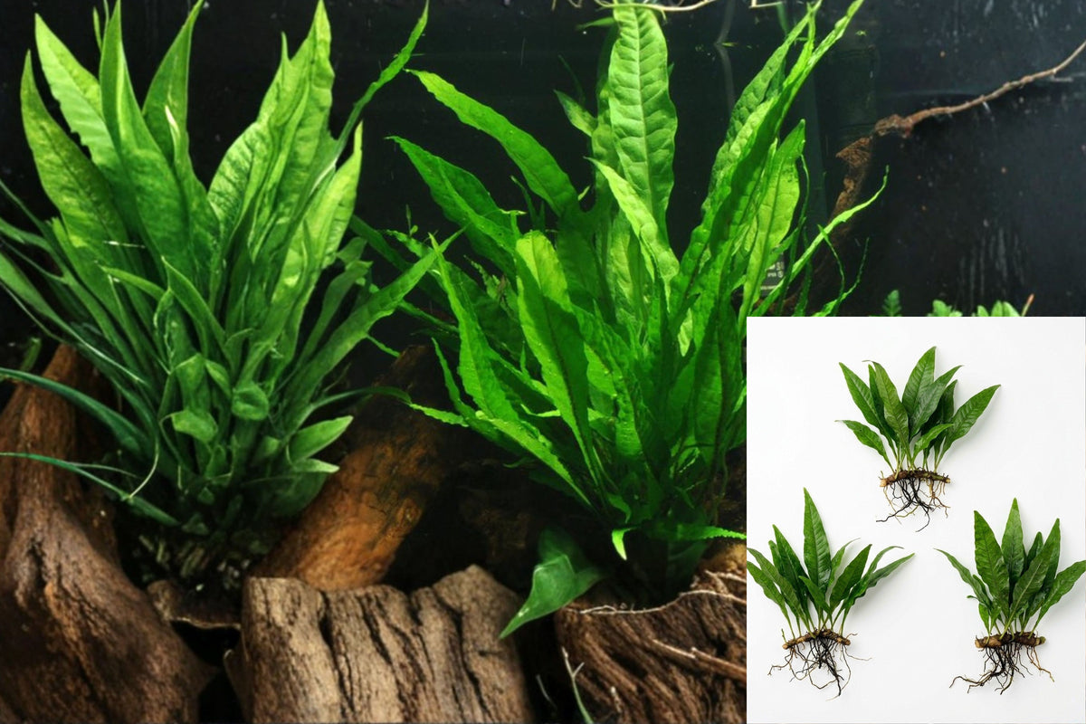 Java Fern Live Aquarium Plant, Microsorum Pteropus, Buy 2 Get 1 Free, Beginner Friendly Freshwater Aquatic Plant