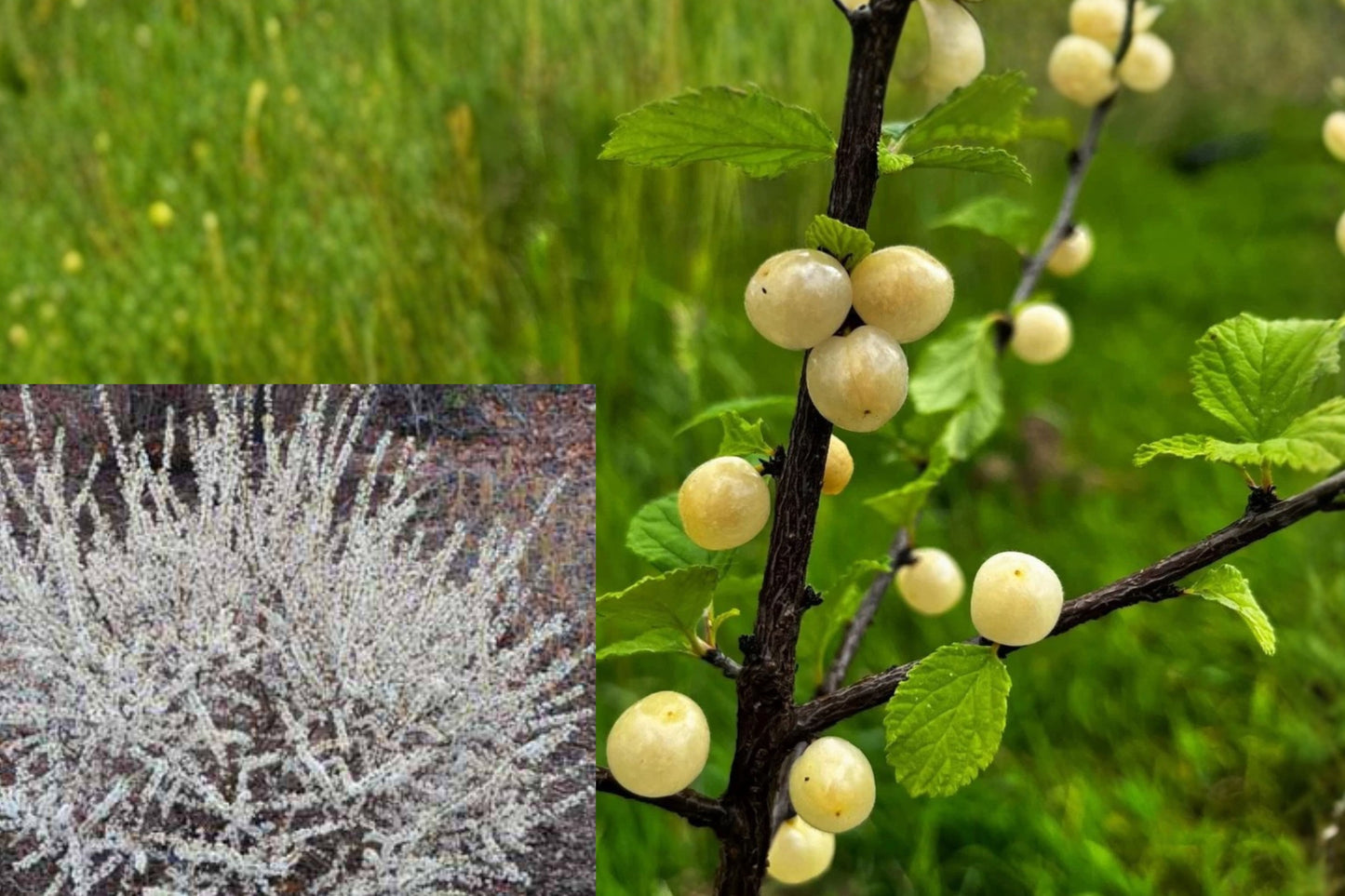 Jules Nanking White Cherry Live Plant – 1 Starter Bush – Prunus