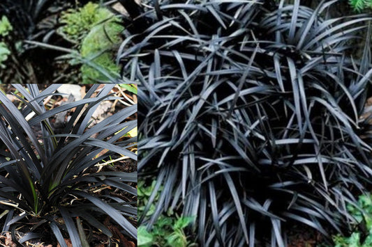 Black Mondo Grass Live Plant, Ophiopogon planiscapus Black Dragon, Bare Root Perennial Groundcover, Dark Foliage Rock Garden Plant