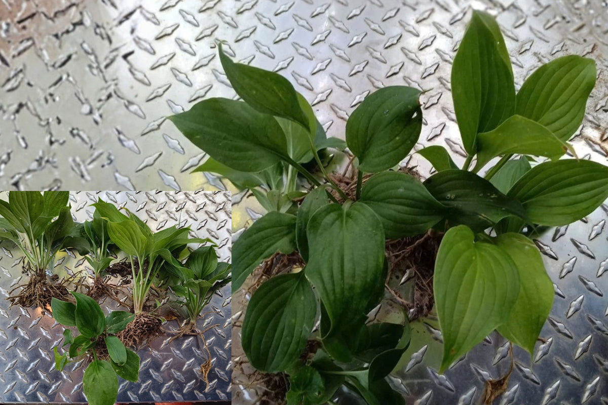 Serendipity Hosta 5 Live Bare Root Plants – Hosta sieboldiana ‘Elegans’