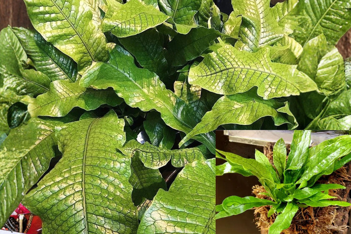 Crocodile Fern Live Plant 4-Inch – Microsorum musifolium