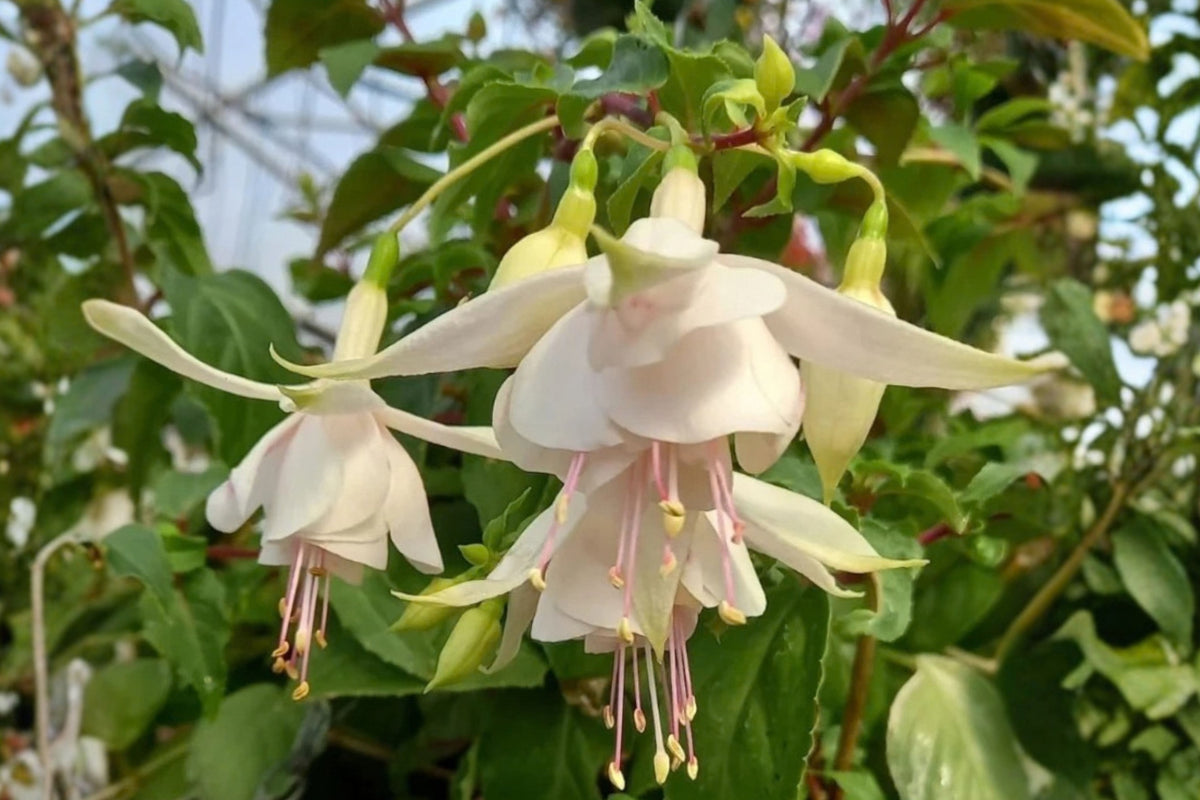 Annabelle White Fuchsia 2 Live Plants – 5 Inch Pots – Fuchsia Hybrid