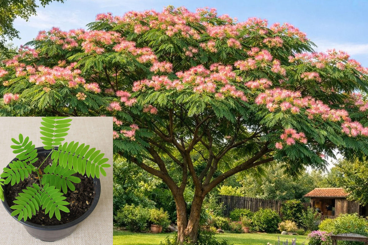 Persian Silk Tree Live Plant, Albizia Julibrissin Mimosa Tree, Pink Flowering Ornamental Tree Starter