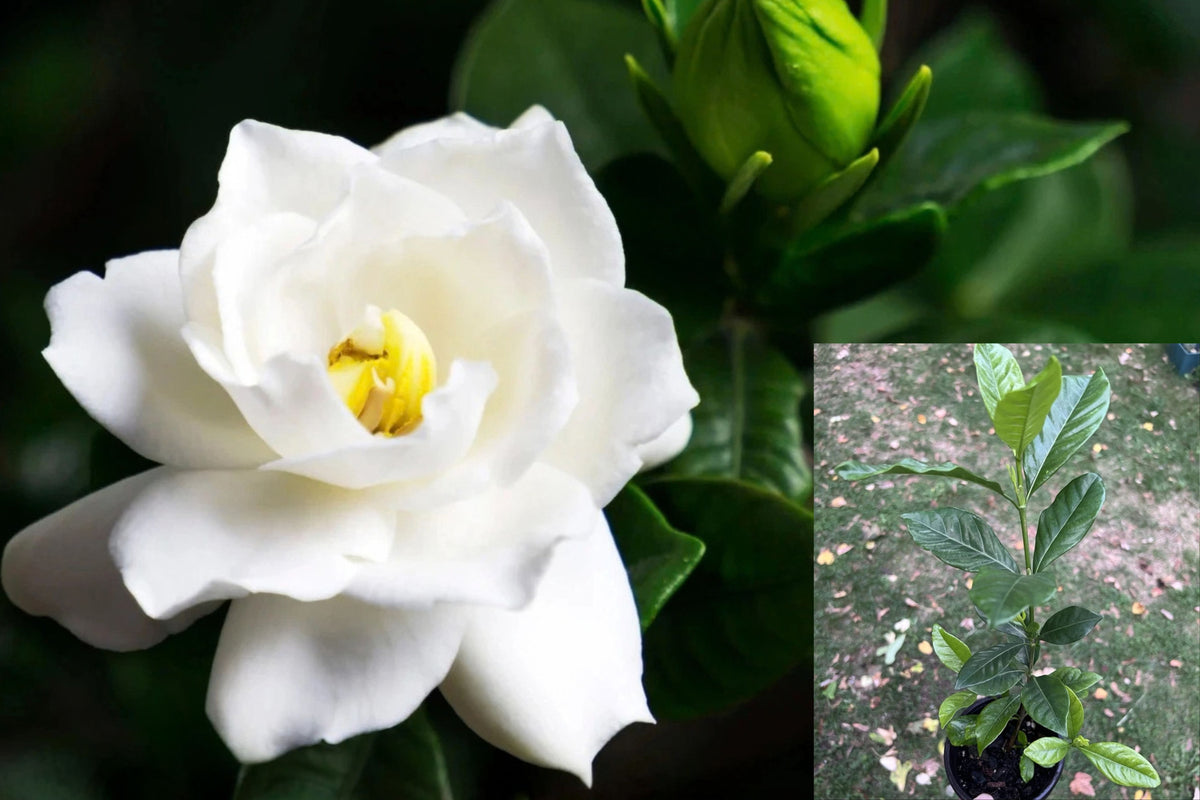 Gardenia Live Plant with Fragrant Double White Flowers – Gardenia spp.