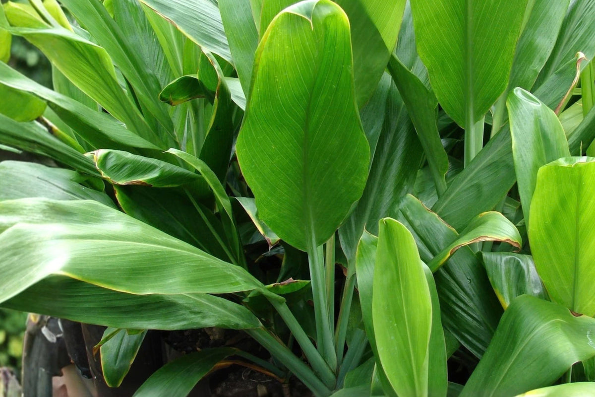 Hawaiian Green Ti Leaf 3 Live Cuttings – 3-Inch Starter Logs – Cordyline fruticosa