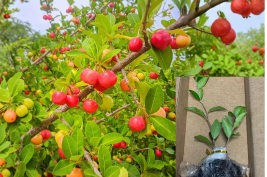 Barbados Cherry 2 Live Plants, 4–6 Inches Tall, Bare Root – Malpighia emarginata