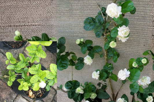 Duke of Tuscany Double Jasmine Live Plant, 5–7 Inches – Jasminum sambac