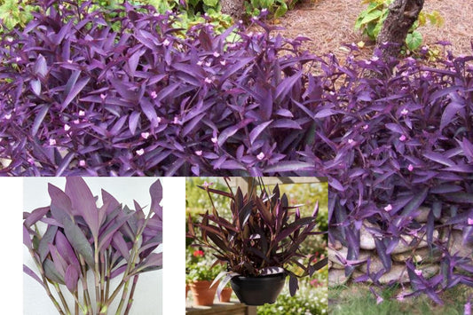 30 Purple Heart Plant Cuttings, Tradescantia pallida ‘Purpurea’, Live Purple Wandering Plant, Ground Cover or Hanging Basket