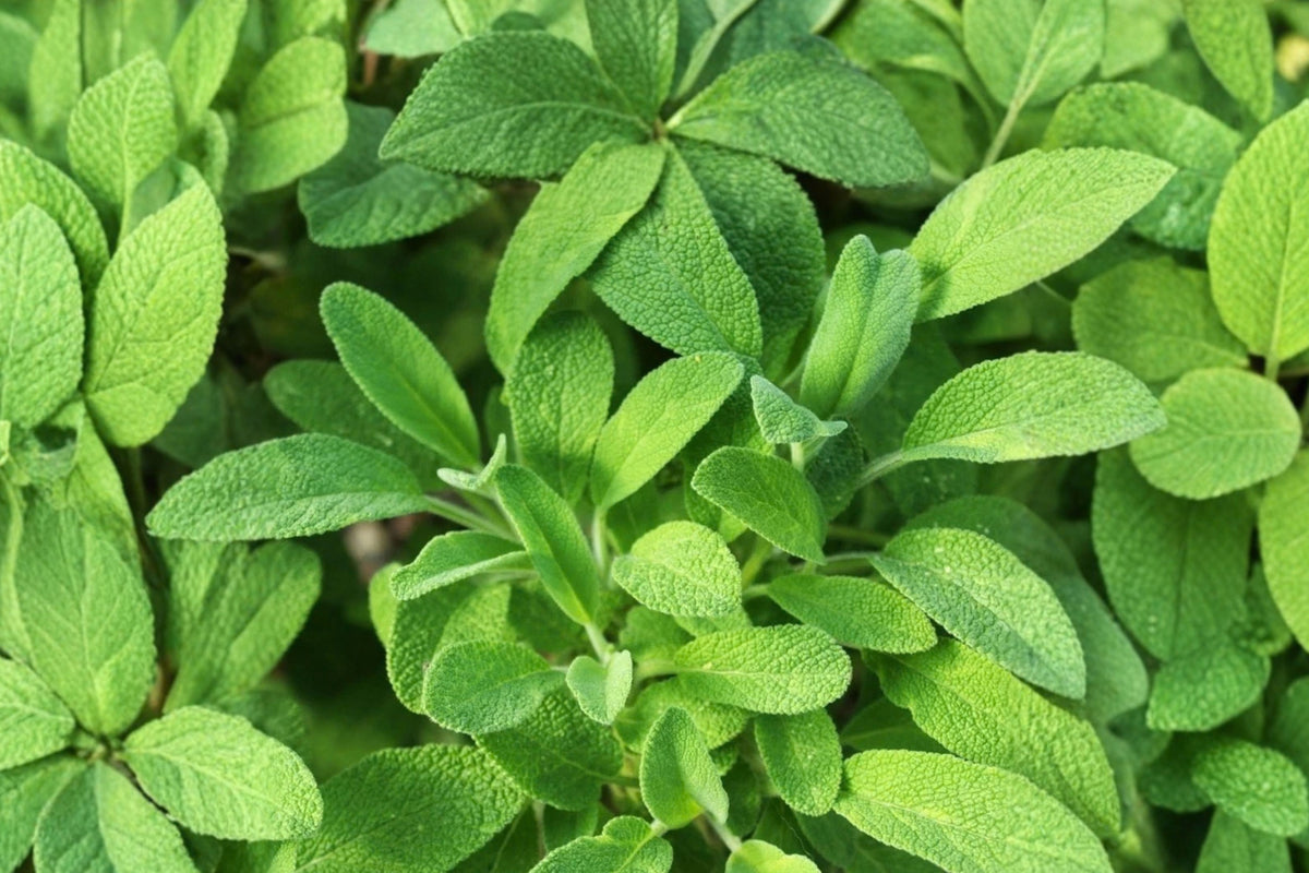 Sage Herb 1 Live Plant – 5 Inches Tall in 3.5-Inch Pot – Salvia officinalis