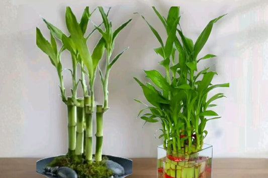 Lucky Bamboo 7 Live Stalks – 4-Inch Rooted Stalks – Dracaena sanderiana