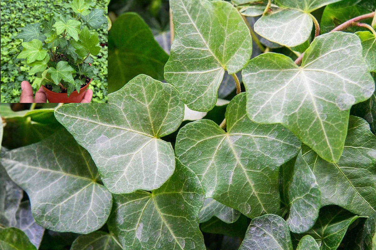English Ivy Live Plant – Hedera helix in 4 Inch Pot