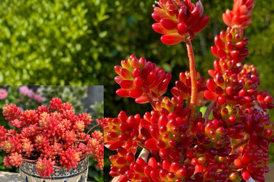Sedum Rubrotinctum Jelly Bean Succulent – 1–2" Unrooted Cutting