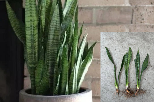 Snake Plant 3 Live Plants – 10 Inch Bare Root – Mother-in-Law’s Tongue – Dracaena trifasciata