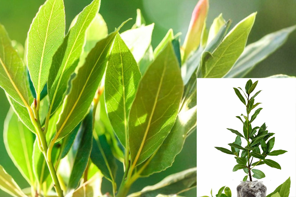 Bay Laurel Live Plant, Laurus nobilis Bay Leaf Tree, 5–12 Inch Culinary Herb Starter, Ships Without Pot