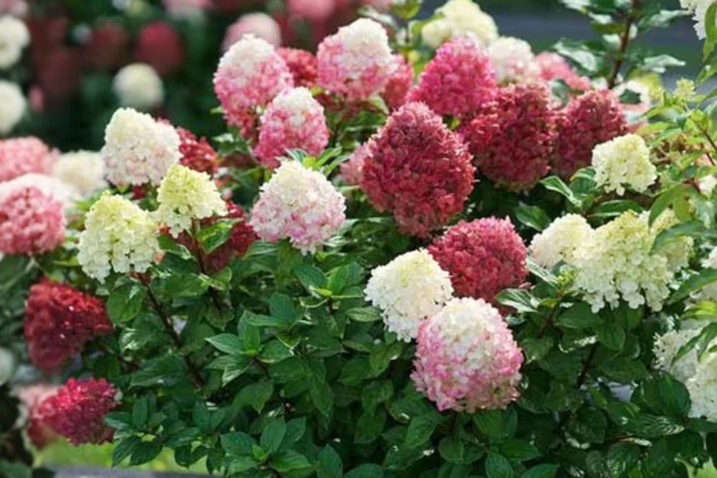 Little Lime Punch Hydrangea 1 Live Plant – Hydrangea paniculata ‘SMNHPH’