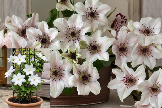 Clematis Countess of Wessex Live Plant, White Pink Blooms, Burgundy Centers, Compact Climbing Perennial Vine