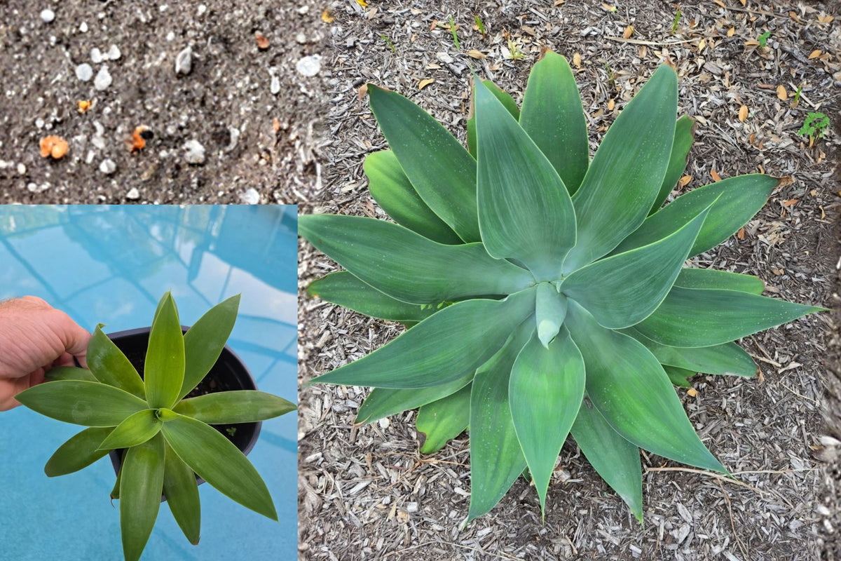 Foxtail Agave Live Plant – 1 Plant, 6" – Agave attenuata