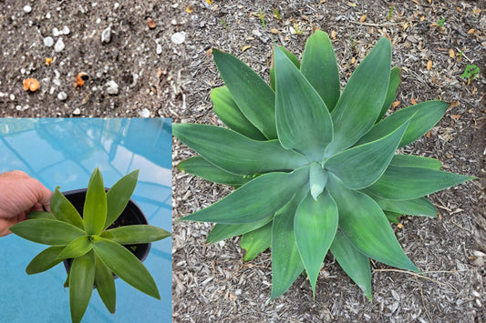Foxtail Agave Live Plant – 1 Plant, 6" – Agave attenuata
