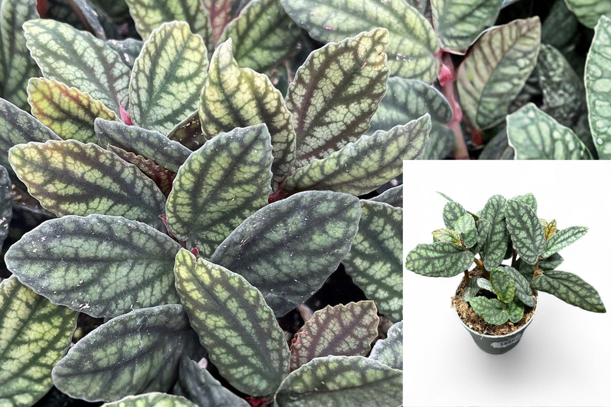 Peppermint Pellionia Live Plant, Trailing Tropical Foliage Houseplant, Green Silver Leaves, 3.25 Inch Nursery Pot