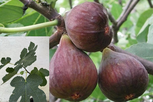 Fig Tree 20" Live Plant – Rooted Fruit Tree Cutting – Ficus carica