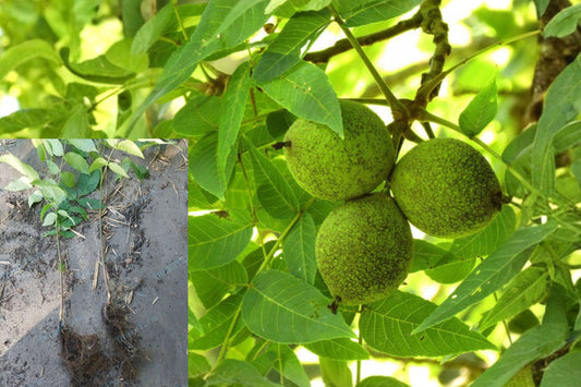 Black Walnut Tree 24" Live Bare Root Seedling – Juglans nigra