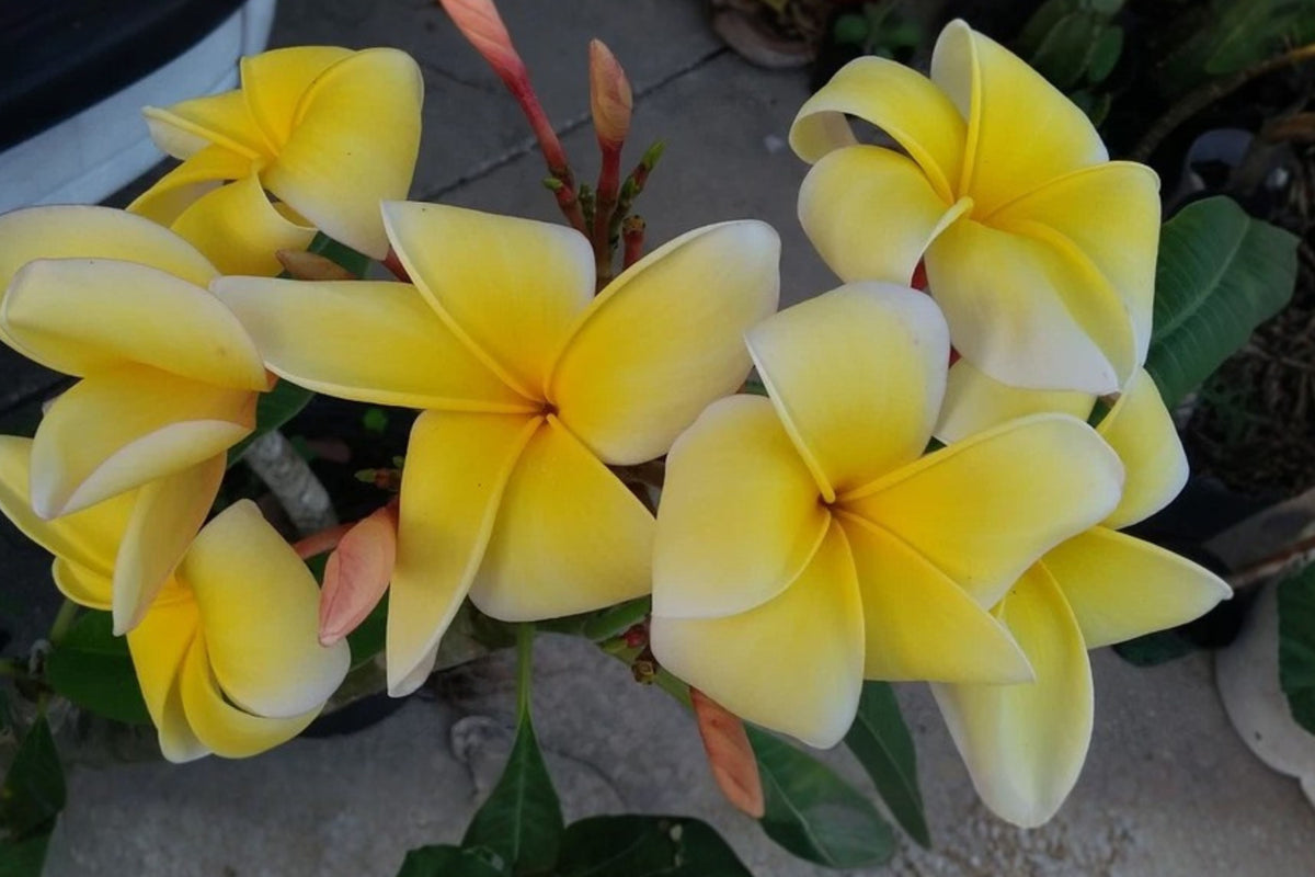 2 Plumeria Frangipani Cuttings, 10–14 Inches – Plumeria sp.