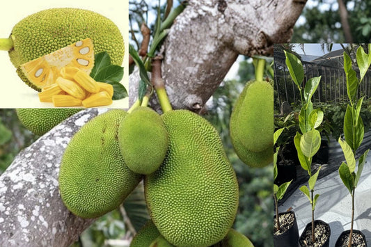 Thai Jackfruit Live Plant 1 Tree – 2.5 ft – Artocarpus heterophyllus