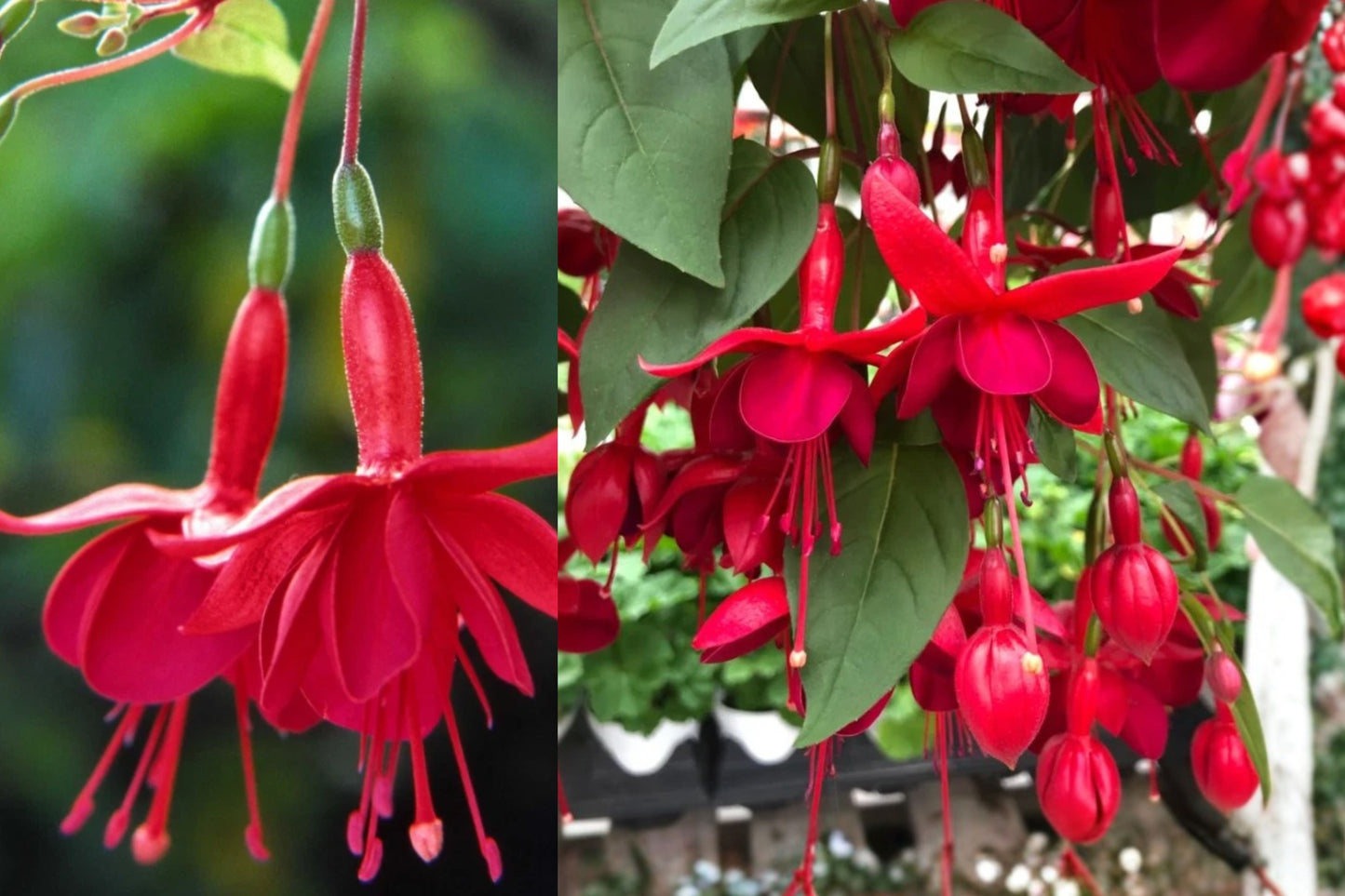 Marinka Fuchsia Live Plant – 5" Pot – Fuchsia Hybrid