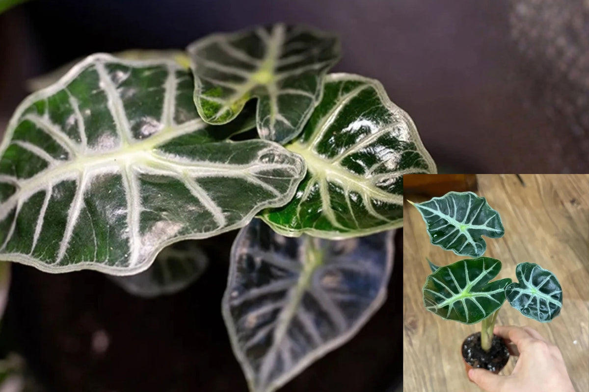 Mandalay Alocasia 2 Live Plants – 4–6 Inch Rooted – Alocasia