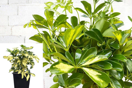 Trinette Arboricola Live Plant, Variegated Umbrella Tree, 12–18 Inch Schefflera in 4 Inch Pot, Colorful Tropical Houseplant