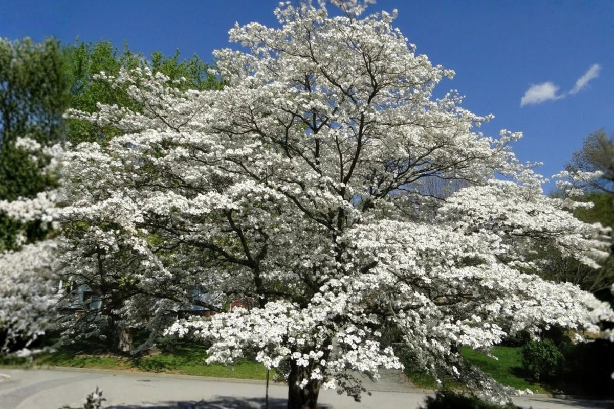 Flowering Dogwood 1 Live Bare Root Plant – 12–18 Inches – Cornus florida
