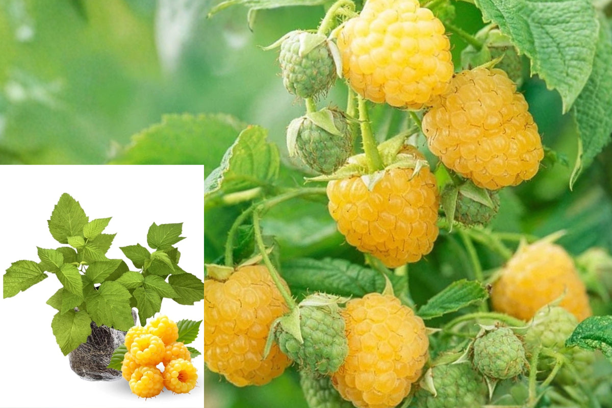 2 Fall Gold Yellow Raspberry Live Plants, Everbearing Golden Raspberry Bushes, Sweet Edible Berry Fruit Plants, Garden Fruit Starters